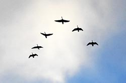geese flying thumbnail graphic